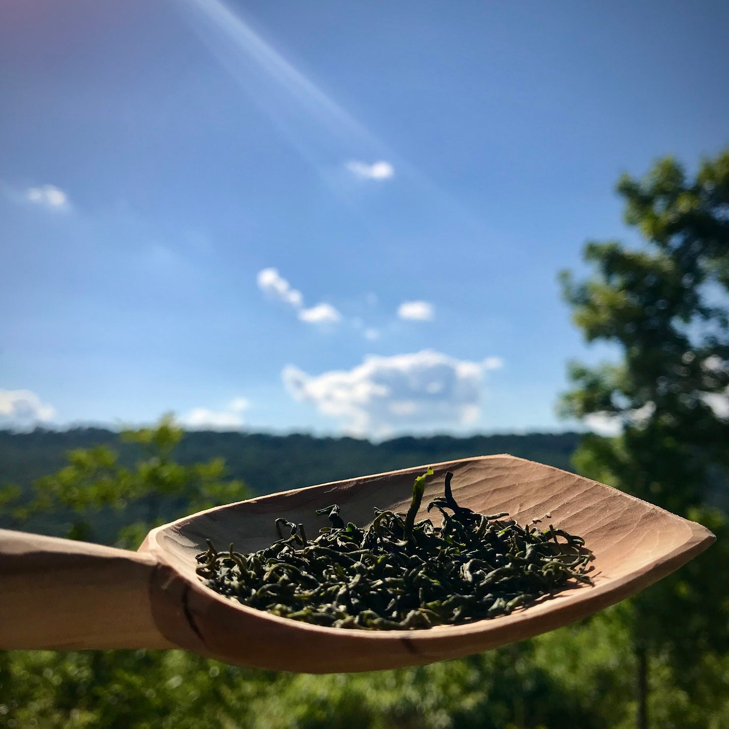 LINGERING CLOUDS MAO FENG ORGANIC